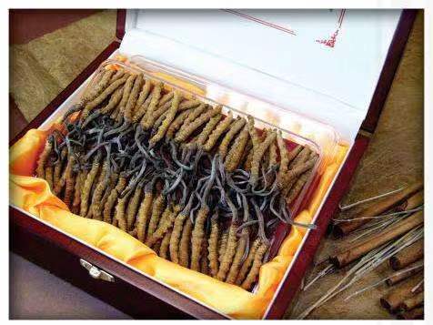 顺德冬虫夏草回收